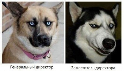 1321869883_mordi-vmesto-lic-01.jpg