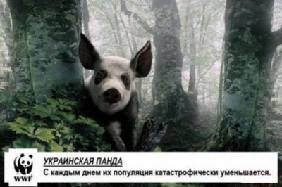 свинопанда.jpg