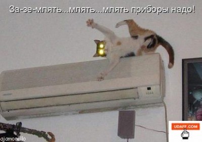 кот.jpg