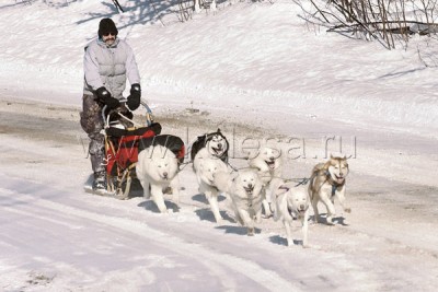 112_weekend_dogs_d_1_s800x600.jpg