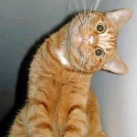 котэ))).jpg