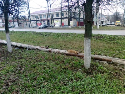 Греются)).jpg