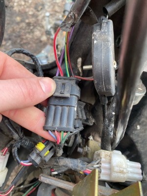 белка 2 (1).jpg